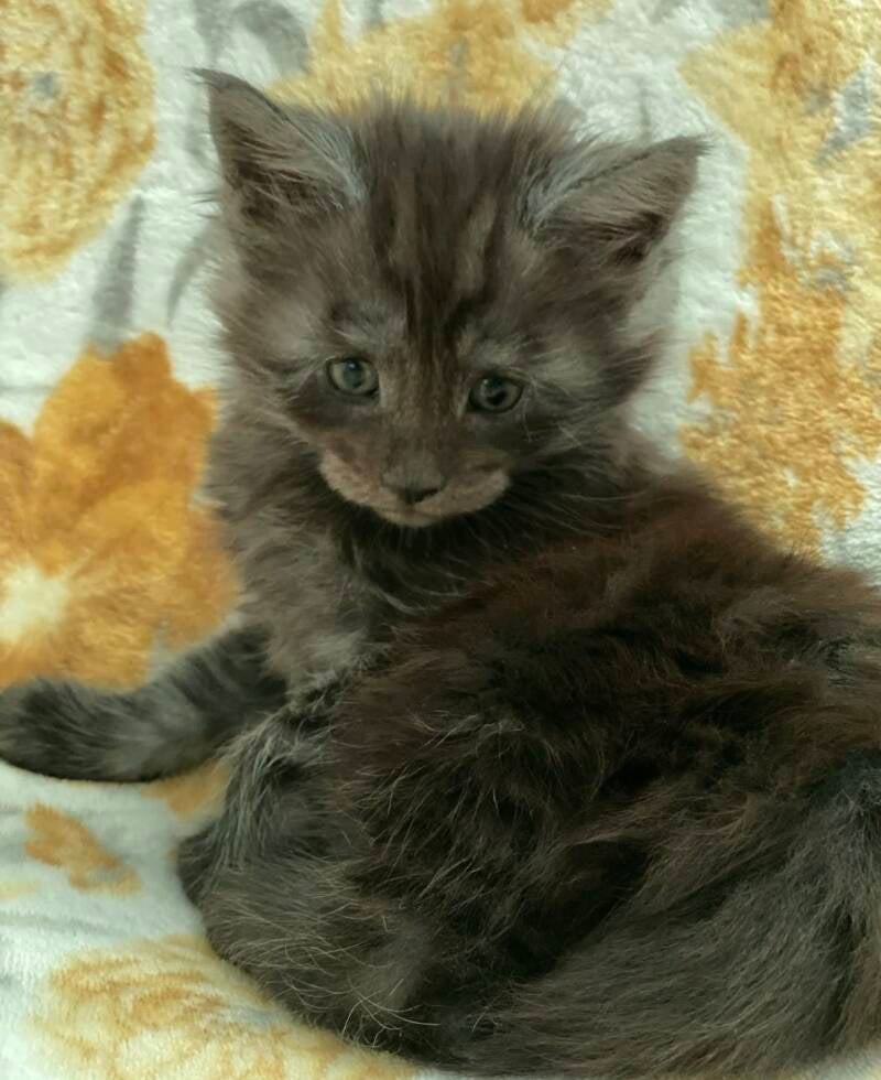 Black Smoke (Sophie&amp;Mufasa)