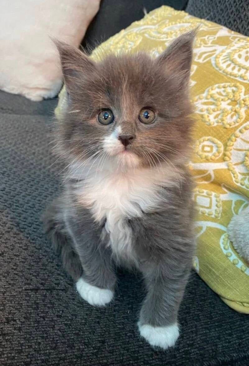 Aspen (Bella&amp;Mufasa)