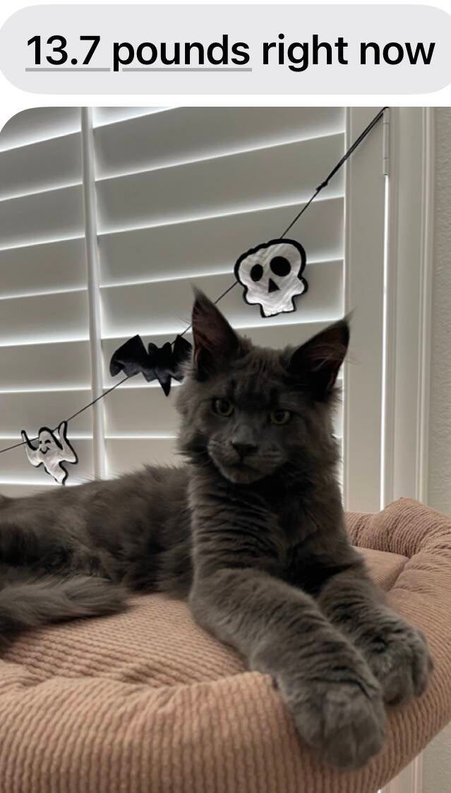 Nimbus (Ursula&amp;Mufasa)