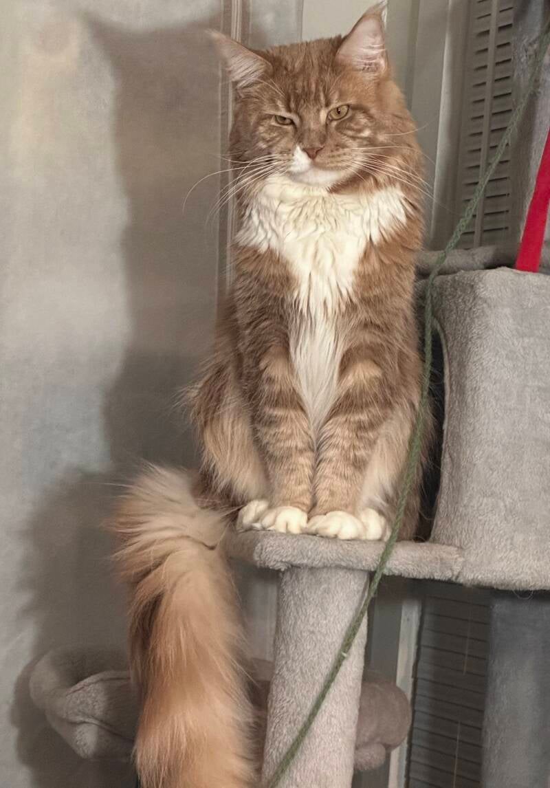 Dexter (Sophie&amp;Gaston)