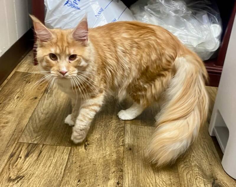 Legolas (Peaches&amp;Mufasa)