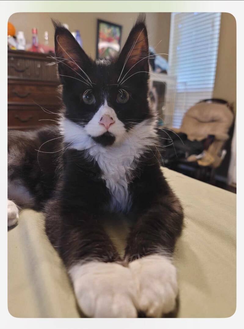 Milo (Peaches&amp;Mufasa)