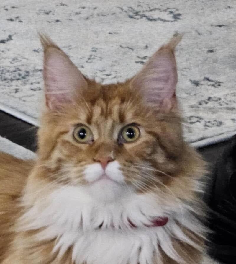 Scarlette (Peaches&amp;Mufasa)