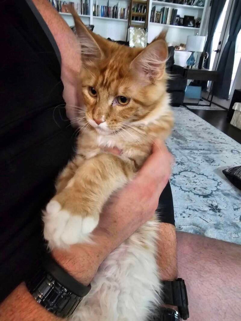 Scarlette (Peaches&amp;Mufasa)