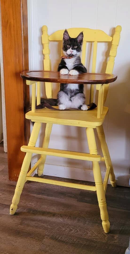 Tux (Peaches&amp;Mufasa)