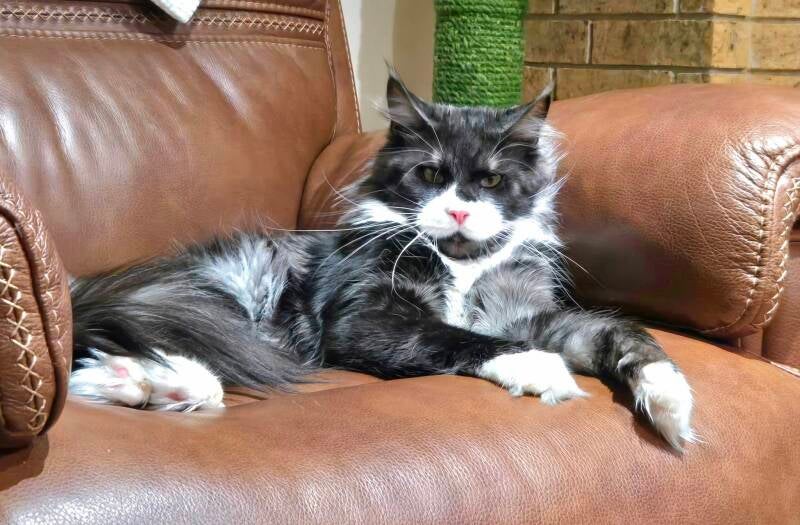 Tux (Peaches&amp;Mufasa)