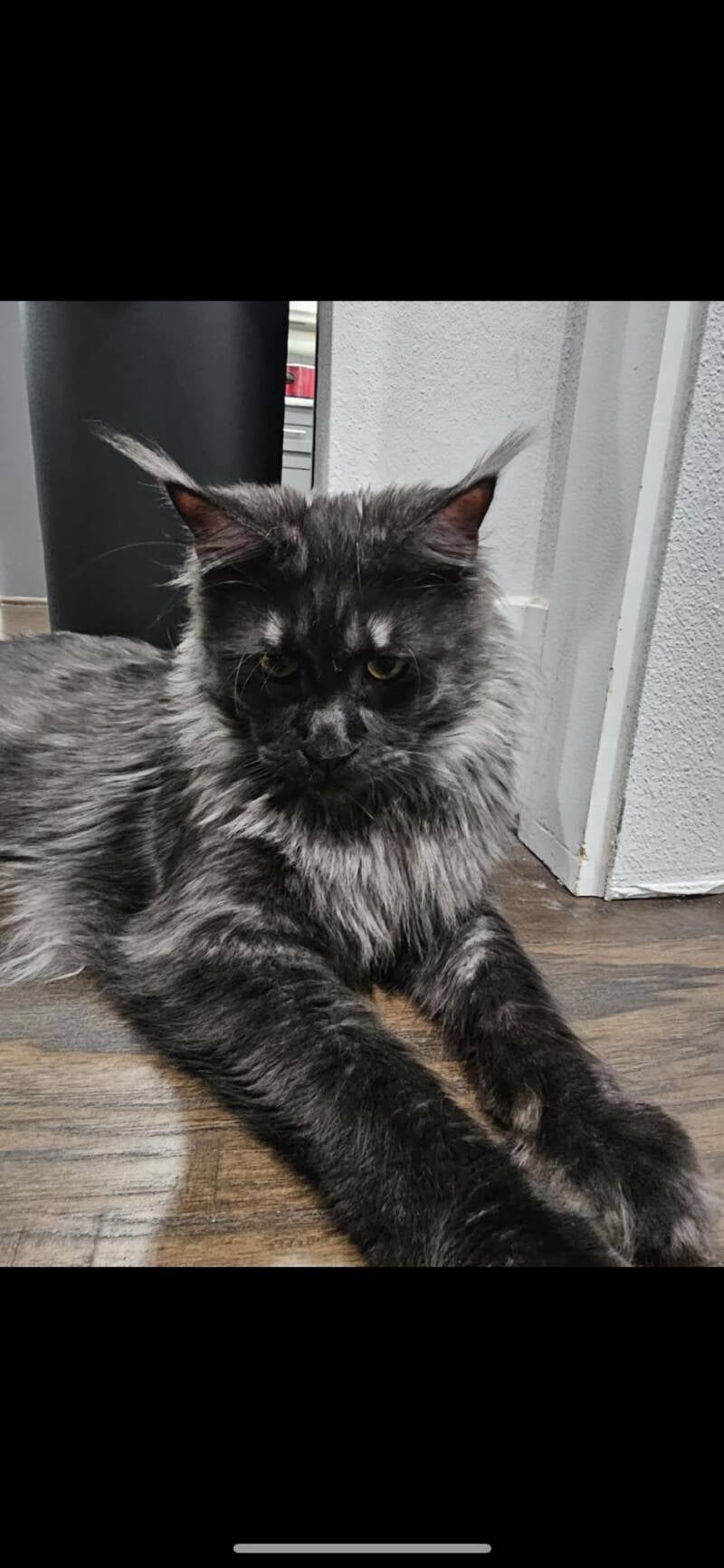 Magellan (Peaches&amp;Mufasa)