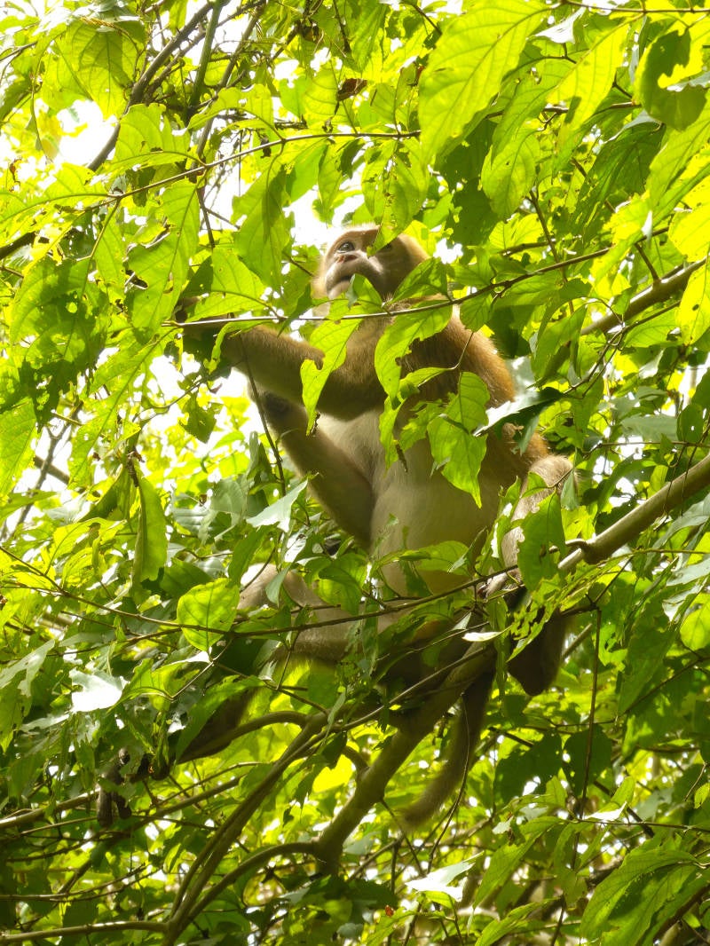 Thailand travelguide