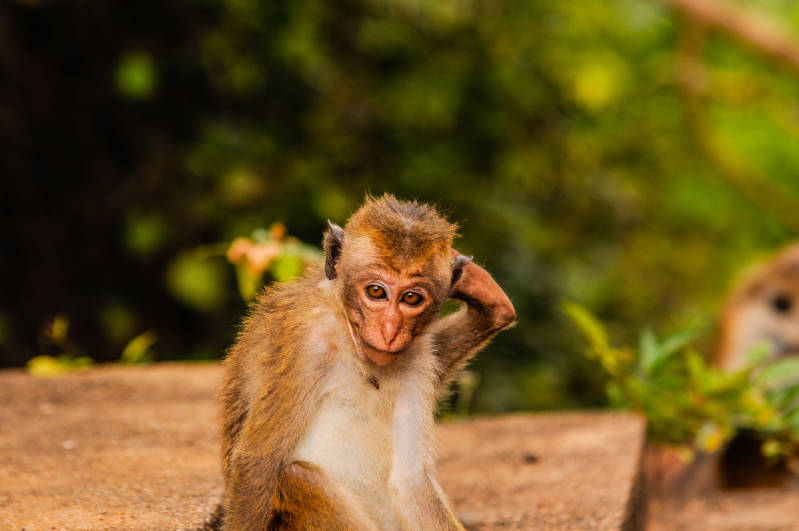 Sri Lanka Travelguide