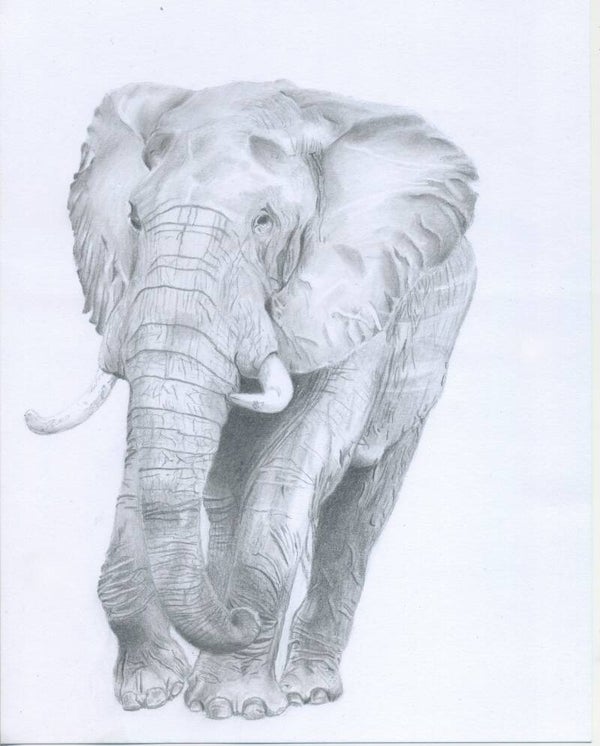 Olifant