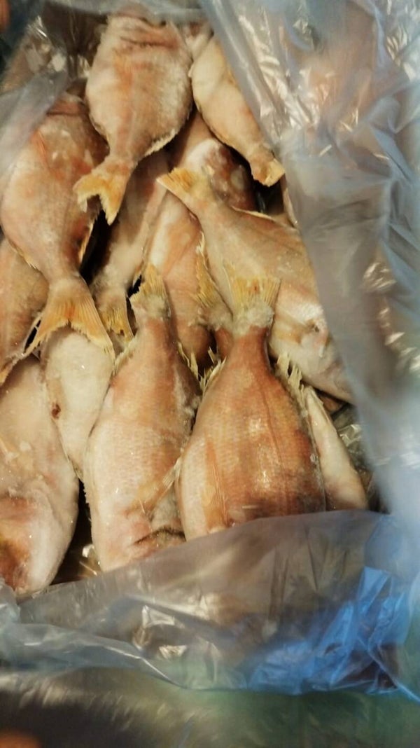 PROMO-DORADE ROUGE - MABUNDU- PETIT CALIBRE