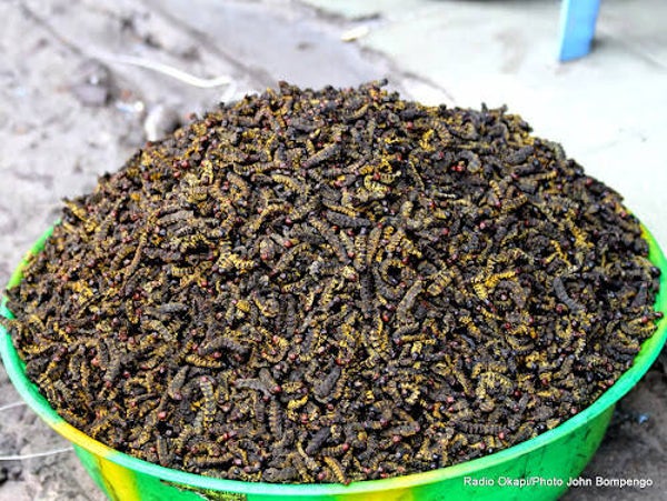 Chenilles séchées - Mbinzo