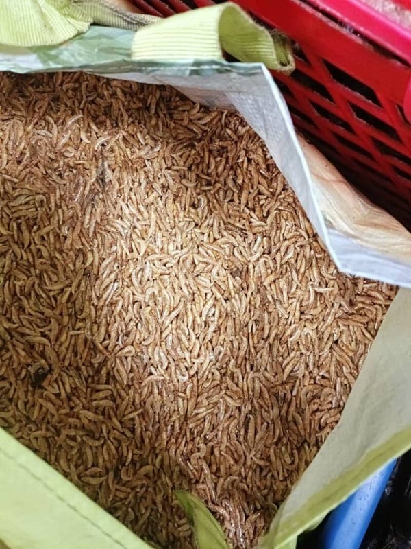 CosaCosa - Les petites crevettes séchées