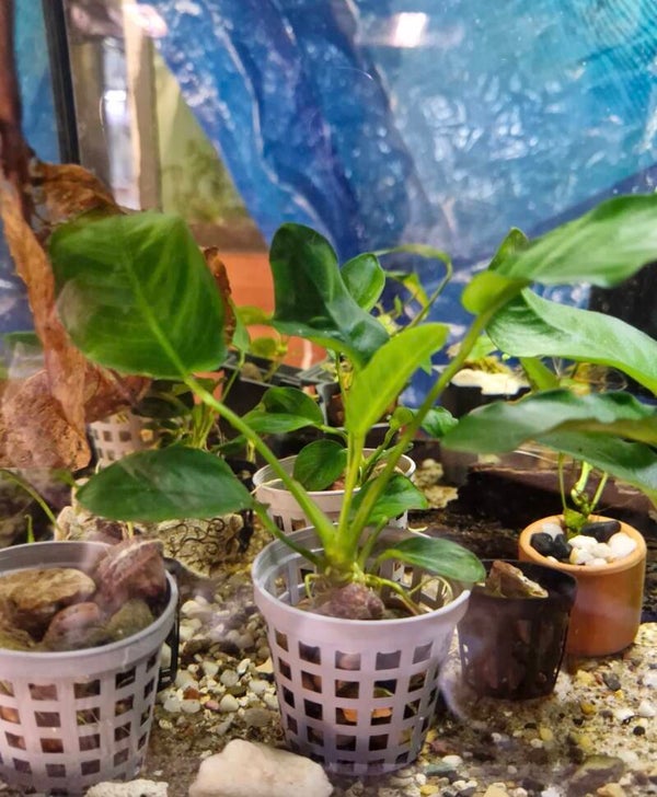 Anubias Nana (small)