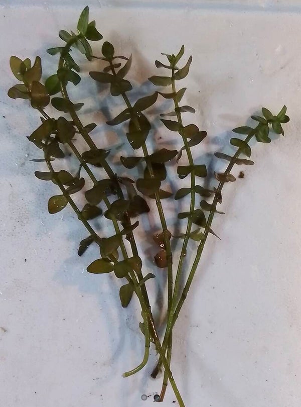 Bacopa