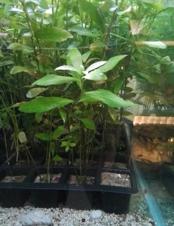 Hygrophila Polysperma  (sunset)