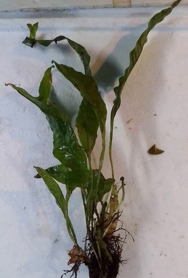 Indo Java Fern
