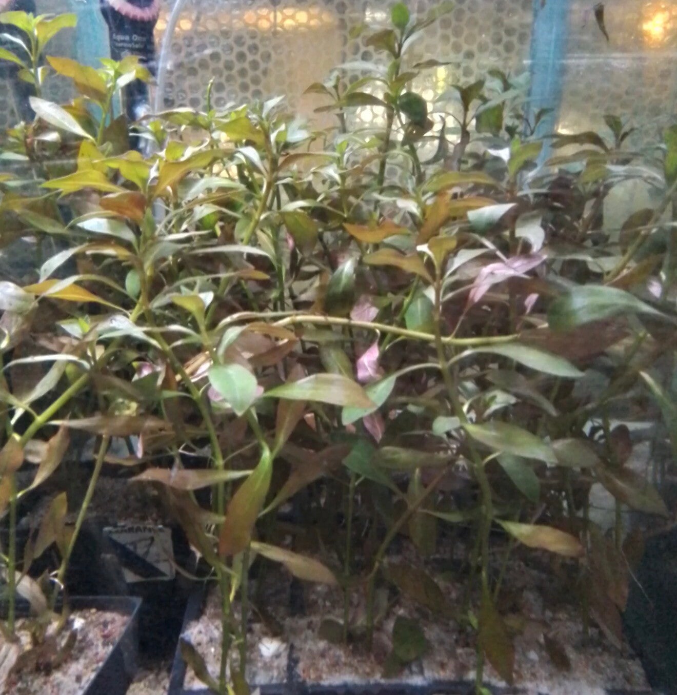 Narrow Leaf Ludwigia