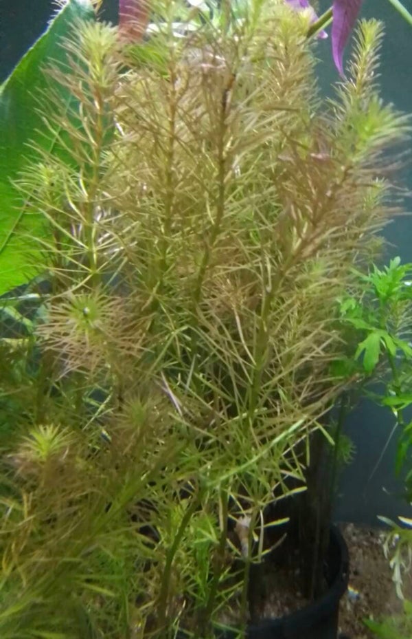 Rotala Wallichii