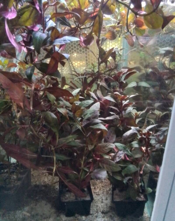 Scarlet Ludwigia