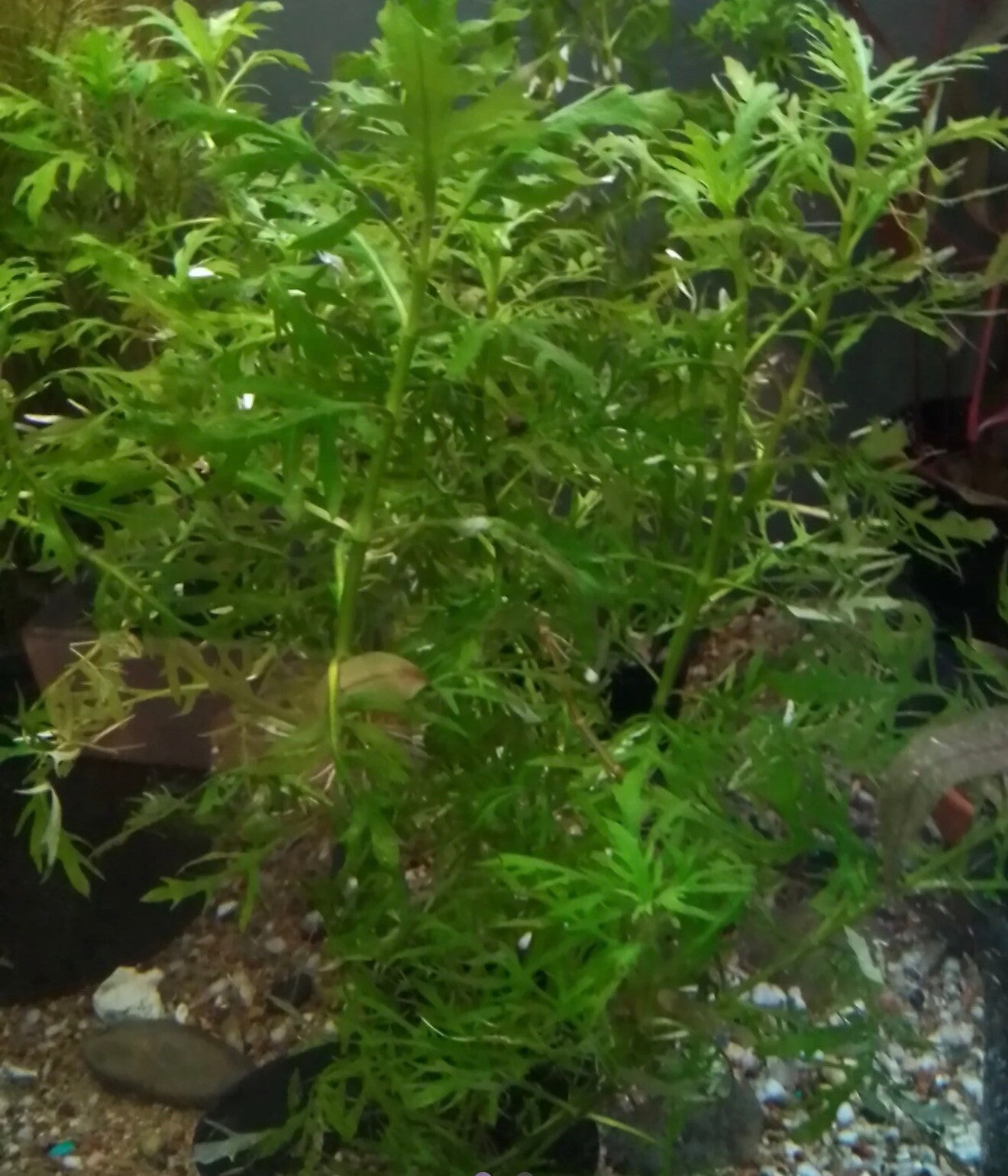 Water Wisteria