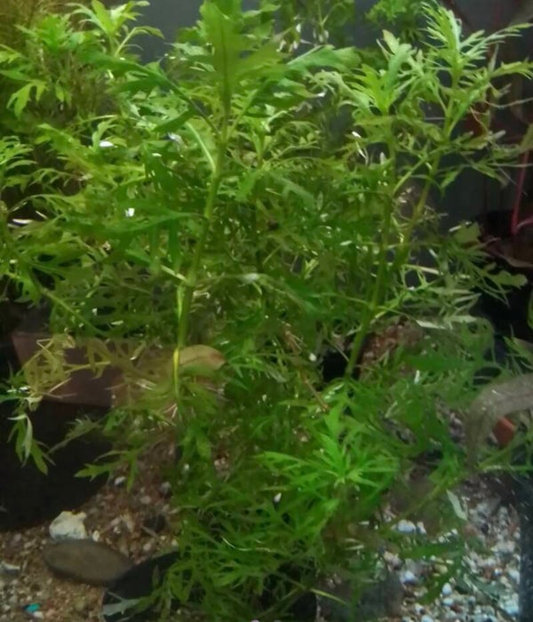 Water Wisteria