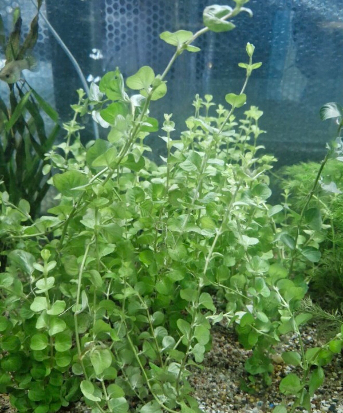Gold Pennywort