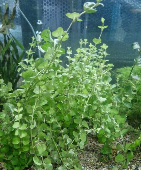 Gold Pennywort