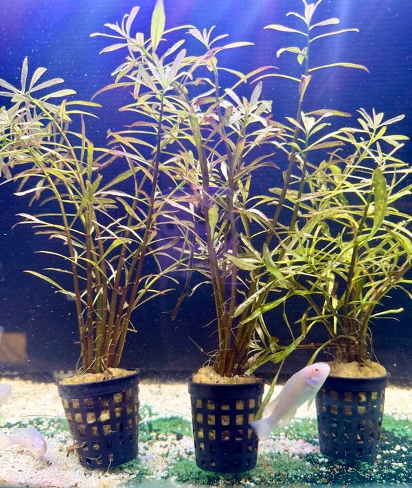 Ludwigia White