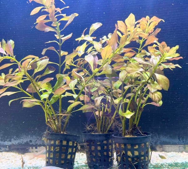 Ludwigia Atlantis