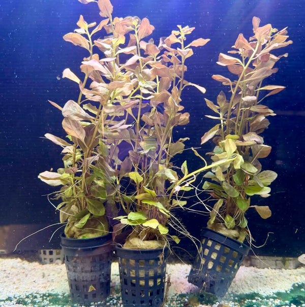 Ludwigia Ovalis