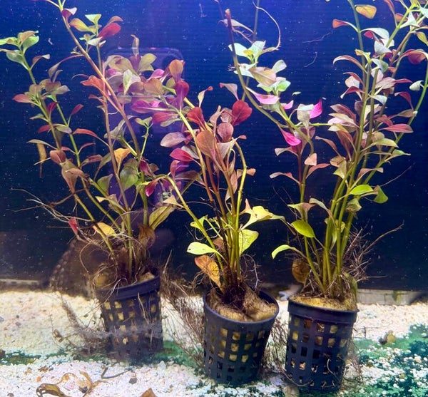 Ludwigia Repens
