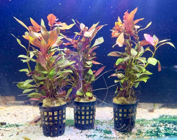 Ludwigia Repens Rubin