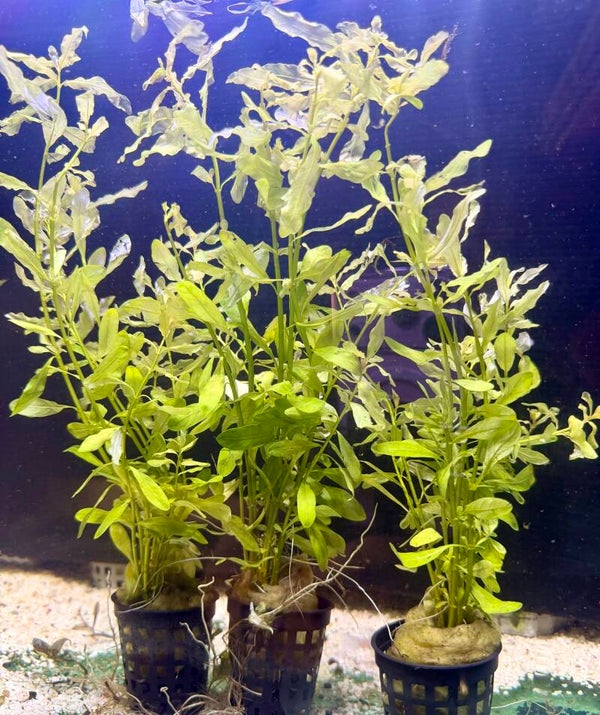 Ludwigia Inclinata Green