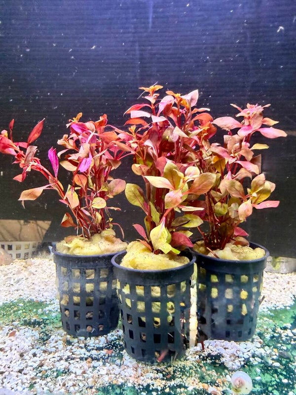 Ludwigia Super Red