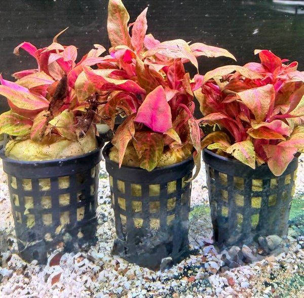 Alternanthera Reinecki Rosanervig