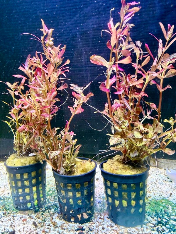 Rotala Blood Red
