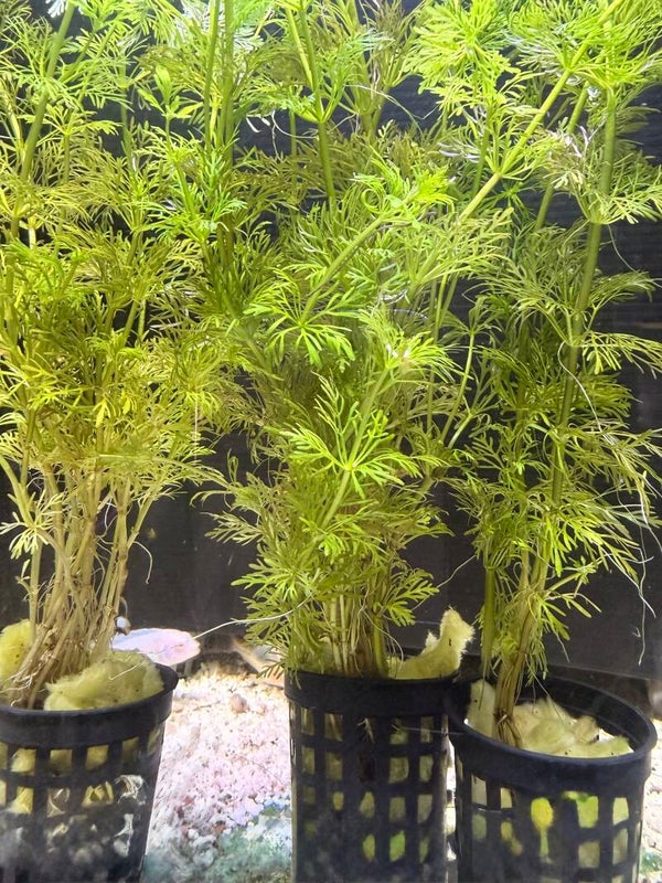 Dwarf Ambulia