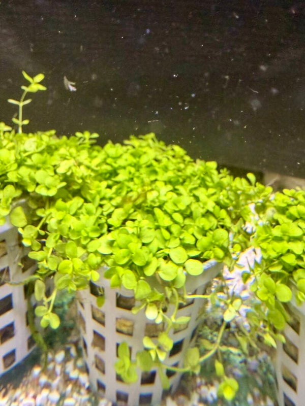 Pearl Grass