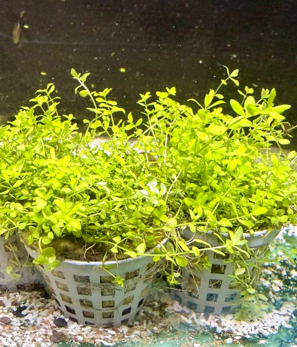 Monte Carlo