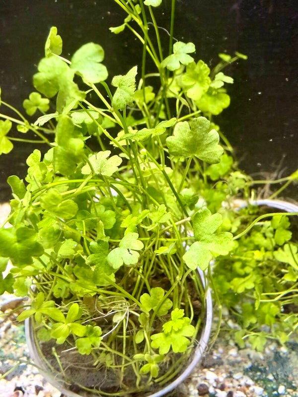Hydrocotyle Japan