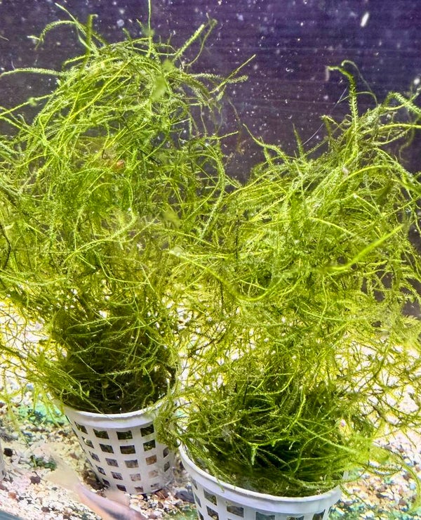 Java Moss
