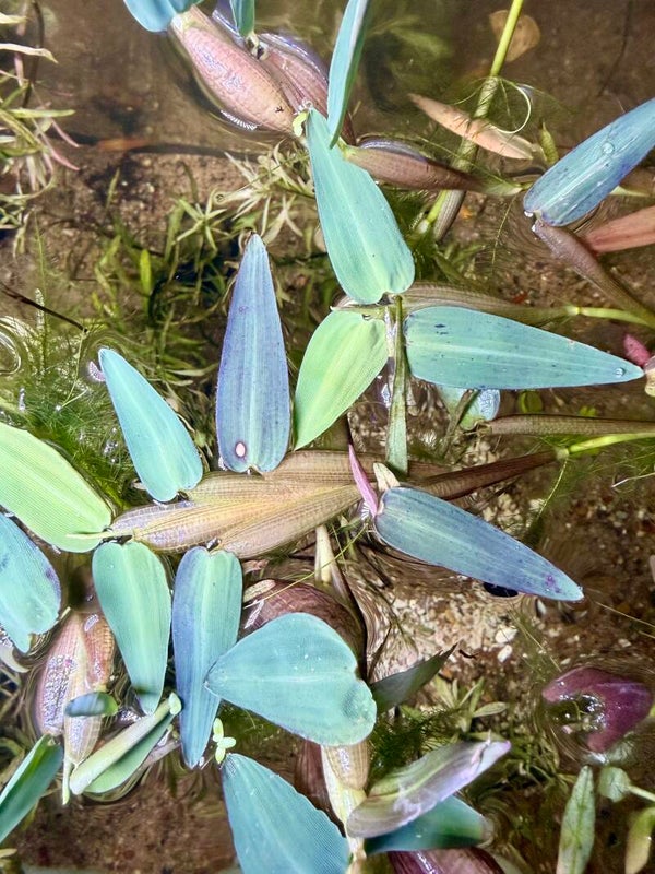 Floating Bamboo