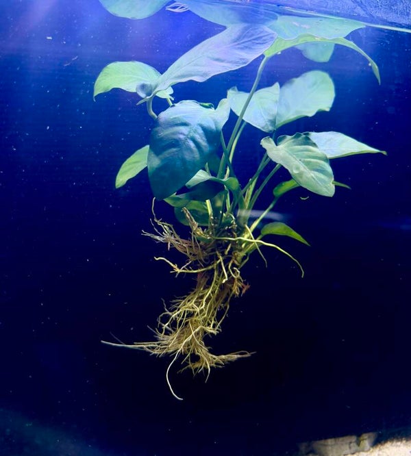 Anubias Nana
