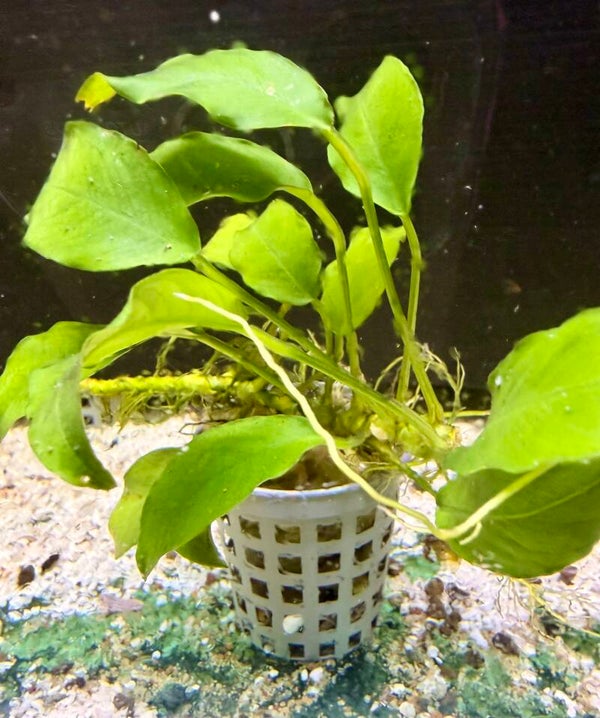 Anubias Barteri