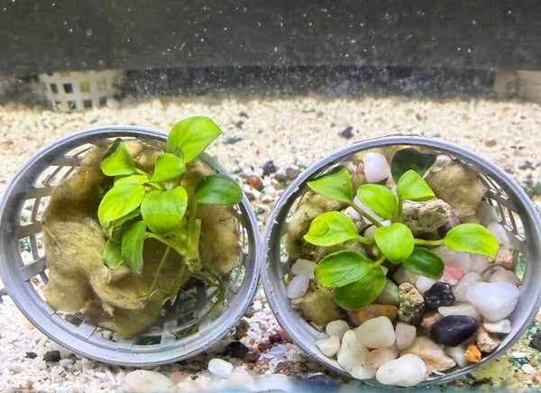 Anubias Nana Petite