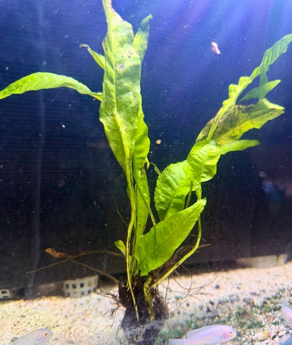 Indo Java Fern