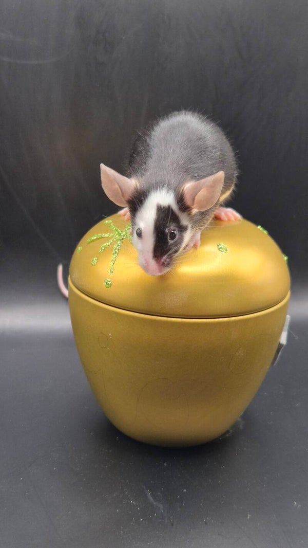 Black Satin Hereford (mismaked)