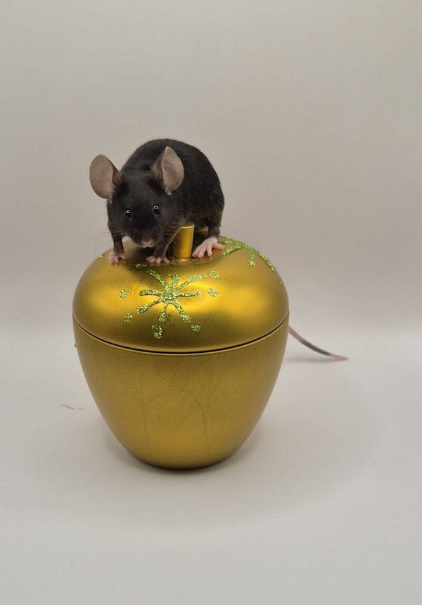 Black Hereford (mismaked)