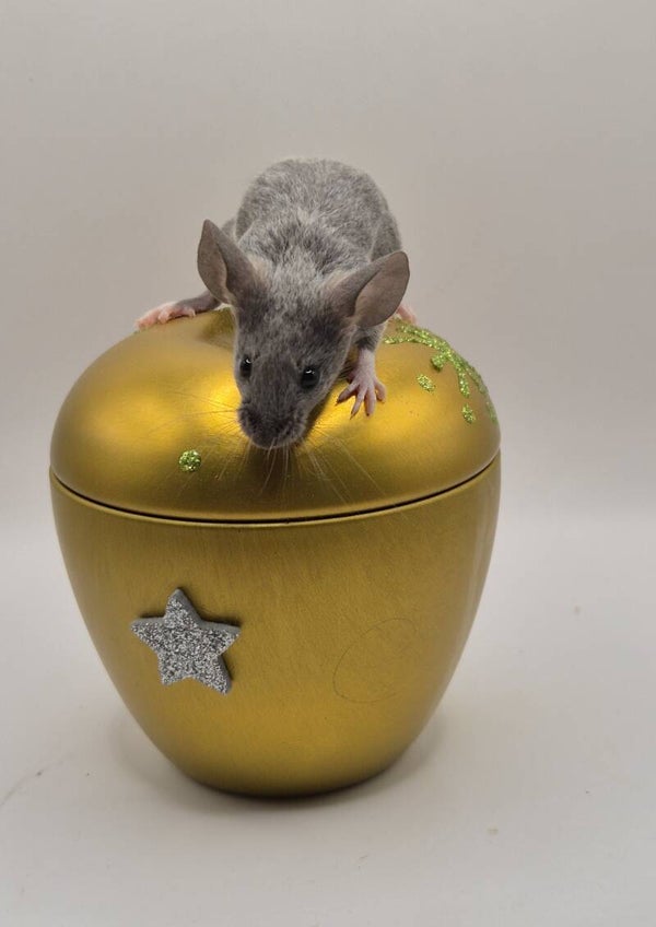 Blue Hereford (mismaked)